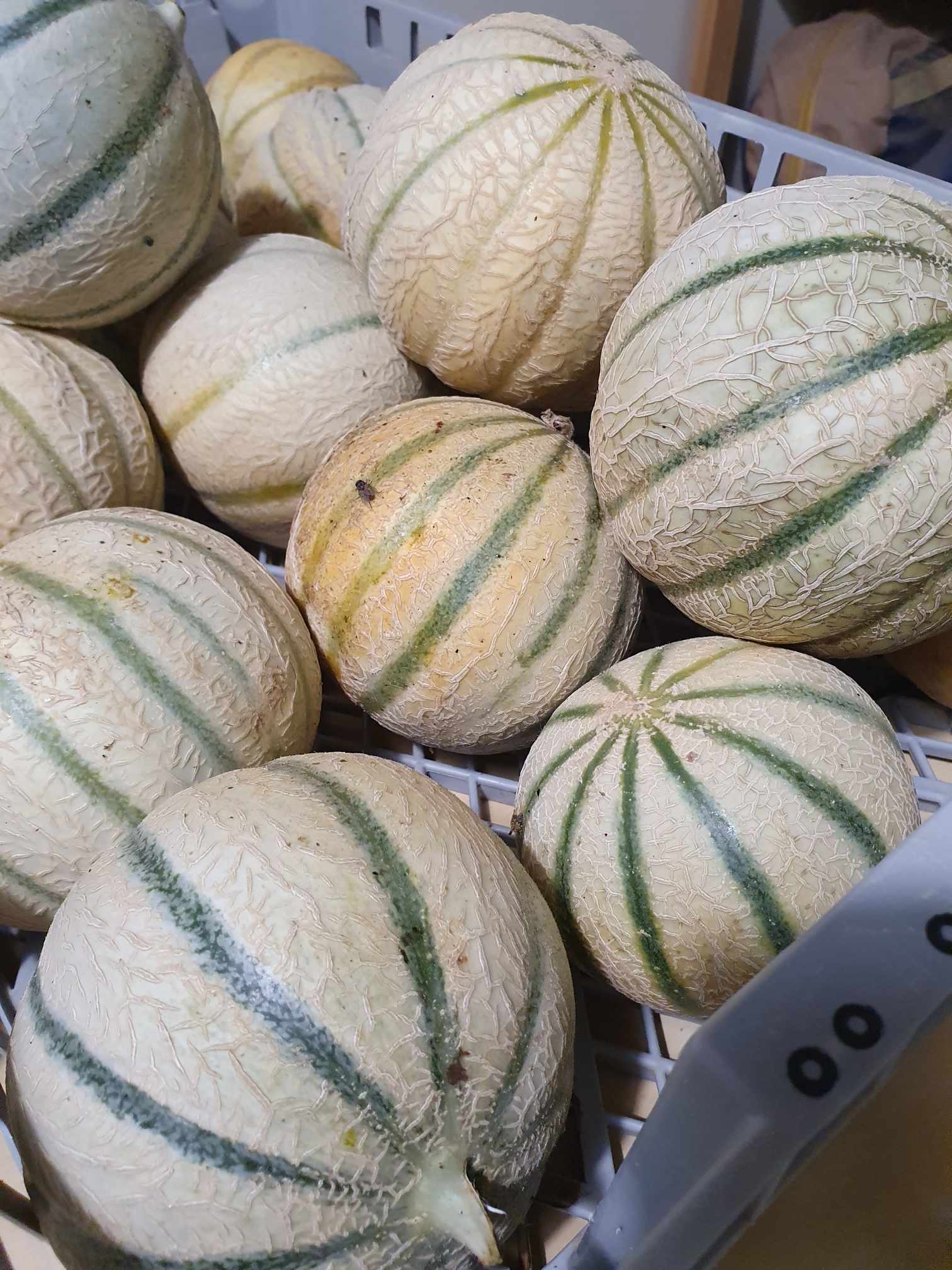 Melon