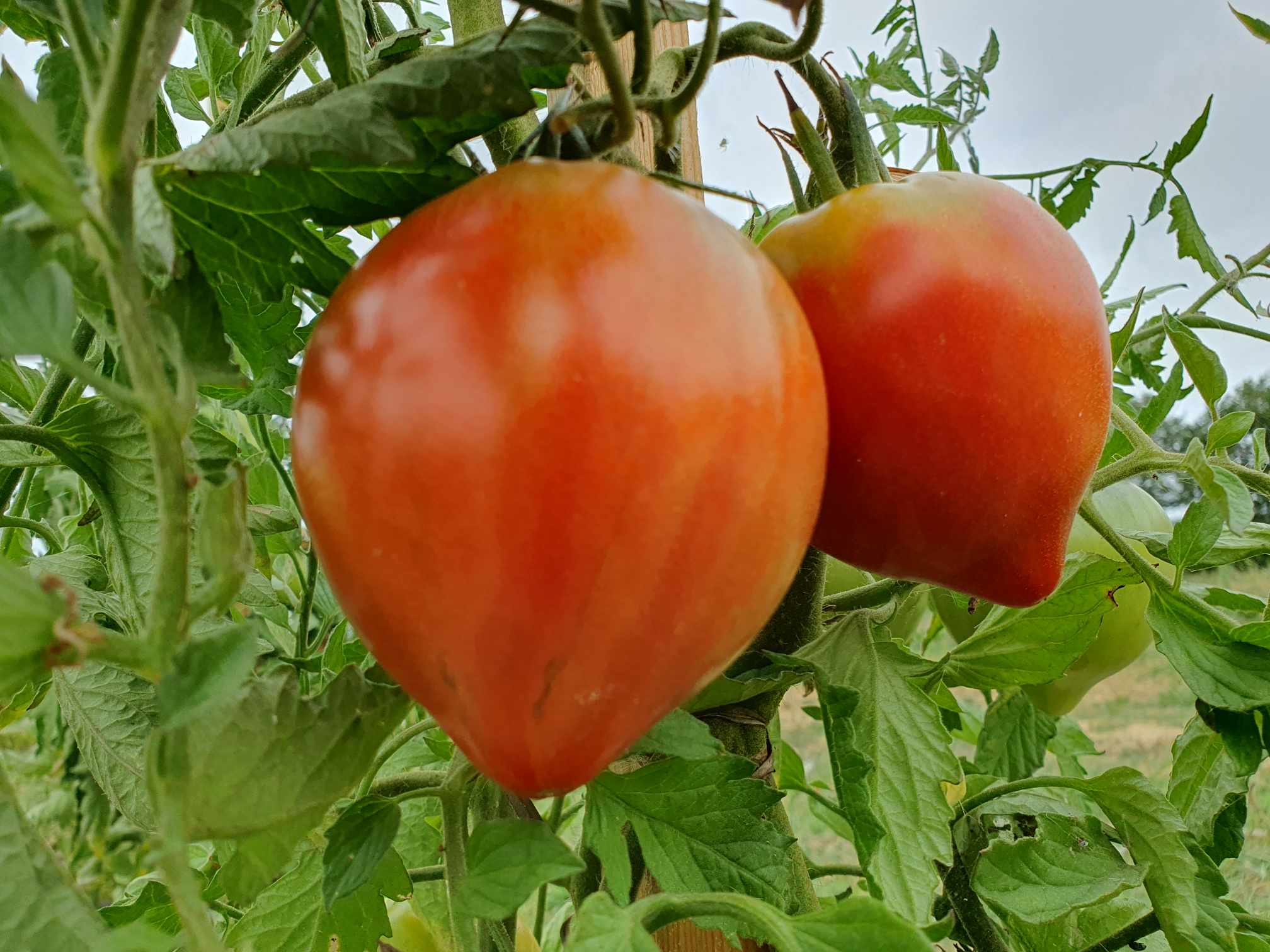 Tomates coeur de boeuf