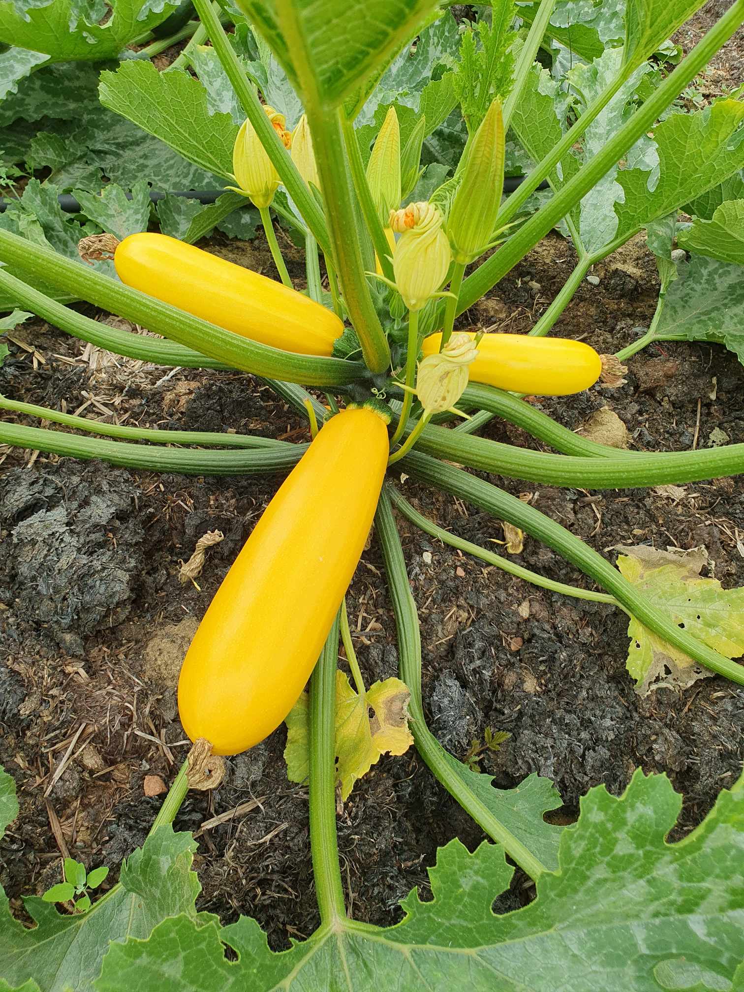 Courgette