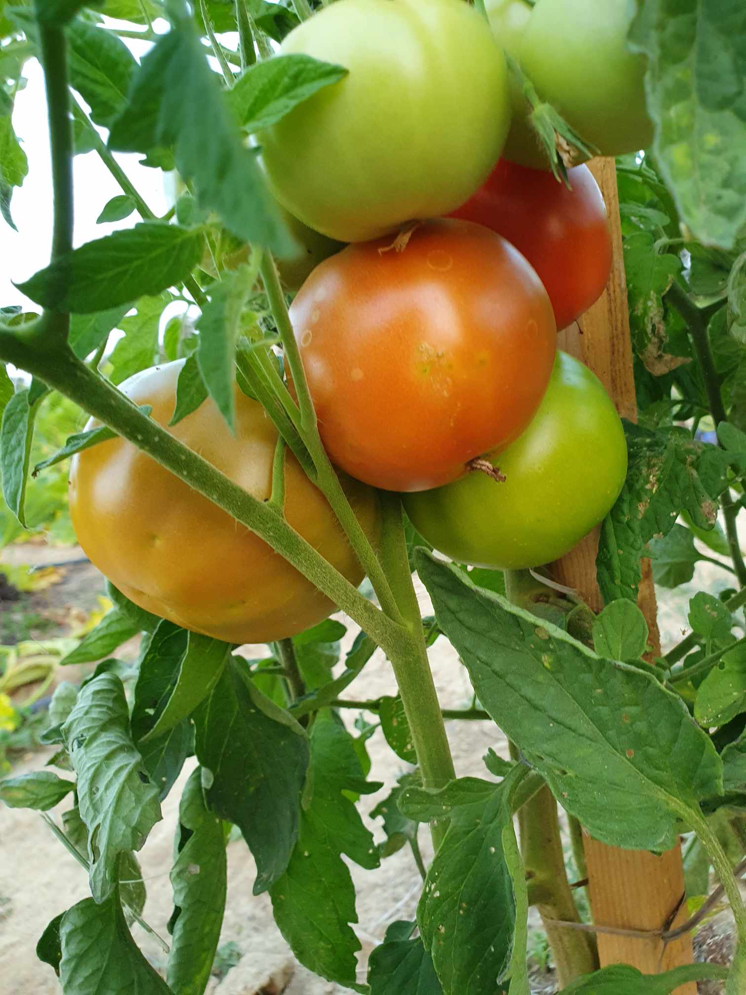 Tomates grappes